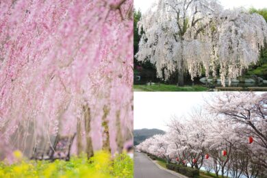 【広島駅新幹線口発着/日帰り】ひろしま3つの桜の名所めぐり~三景園・世羅高原農場・白竜湖畔~1